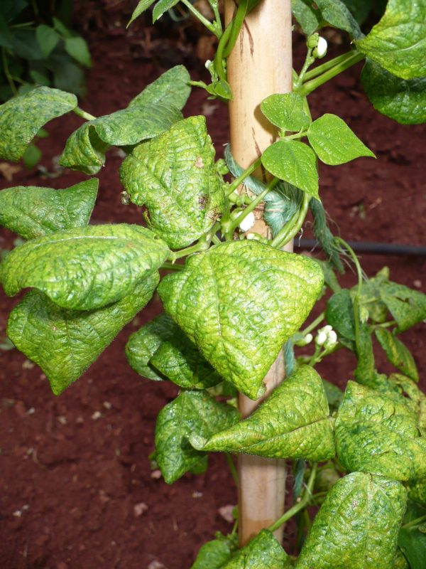 kudzu bug on pole bean