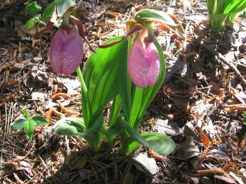 A Garden of Pink Lady Slipper Orchids | Living in The Blue Ridge Mountains  of North Carolina- A Blog