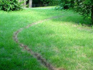 Will Muriatic Acid Kill Grass And Weeds? 
