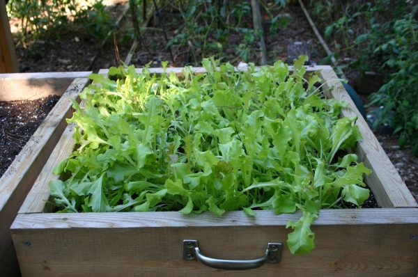 lettuce box