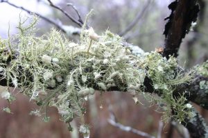 lichen filamentose 4 | Walter Reeves: The Georgia Gardener