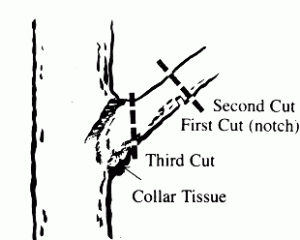 limb pruning 2 | Walter Reeves: The Georgia Gardener limb pruning