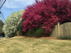 Loropetalum Varieties and Sizes