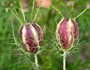lovemistpod | Walter Reeves: The Georgia Gardener