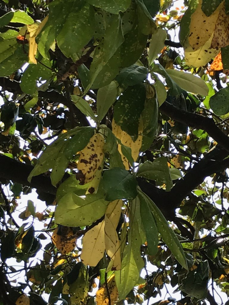 Magnolia tree has tufts of brown leaves Walter Reeves The