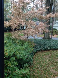 maple Bloodgood brown leaves in winter | Walter Reeves: The Georgia Gardener