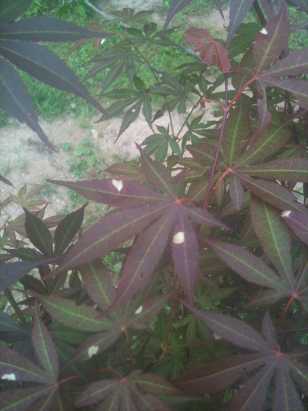 Japanese Maple White Spots on Leaves Walter Reeves The