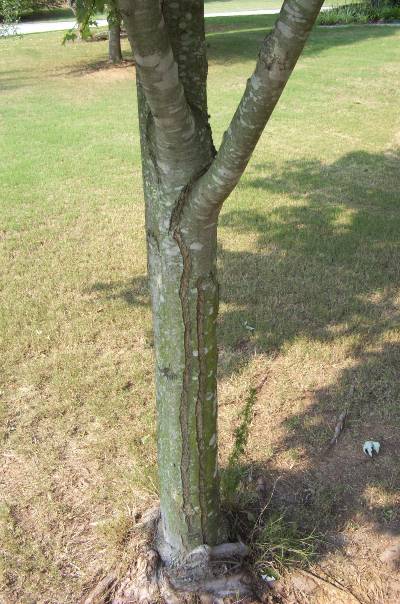 What Causes Bark Splitting in Trees?