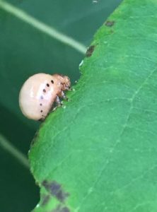 milkweed beetle larvae | Walter Reeves: The Georgia Gardener