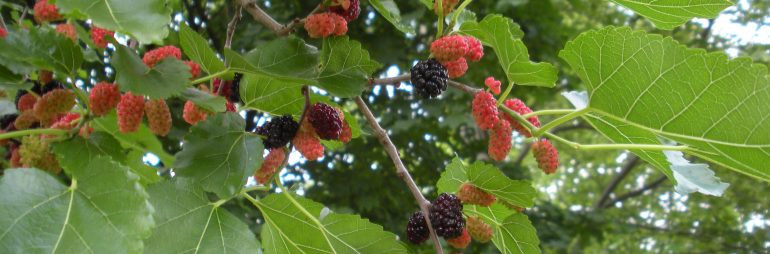 white mulberry fruit - identification