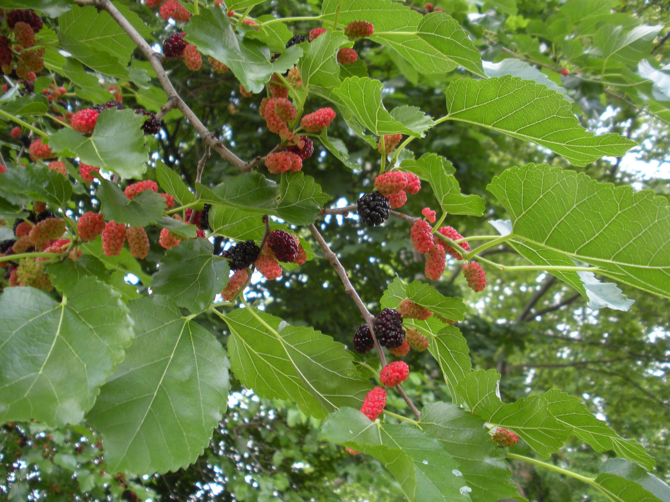 Mulberry Tree Berries Identification Mulberries Feast Or Foe