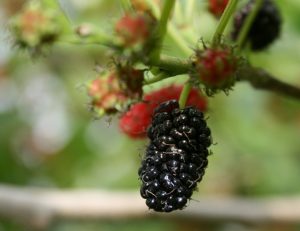 mulberry fruit X | Walter Reeves: The Georgia Gardener mulberry fruit