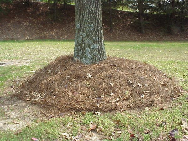 mulch volcano