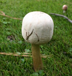 mushroom3 | Walter Reeves: The Georgia Gardener