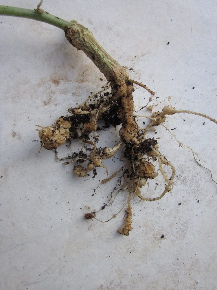 Everything You Need to Know About Weed and Nematodes - RQS Blog