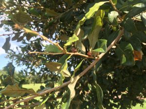oak leafy oak gall wasp 2 Raymond Joyce | Walter Reeves: The Georgia Gardener