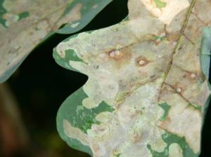 oakleafminer3 | Walter Reeves: The Georgia Gardener