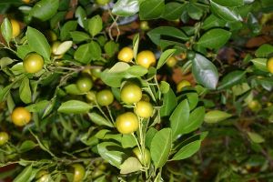 orangetree2 | Walter Reeves: The Georgia Gardener