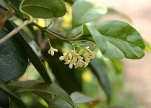 osmanthusflower2 | Walter Reeves: The Georgia Gardener