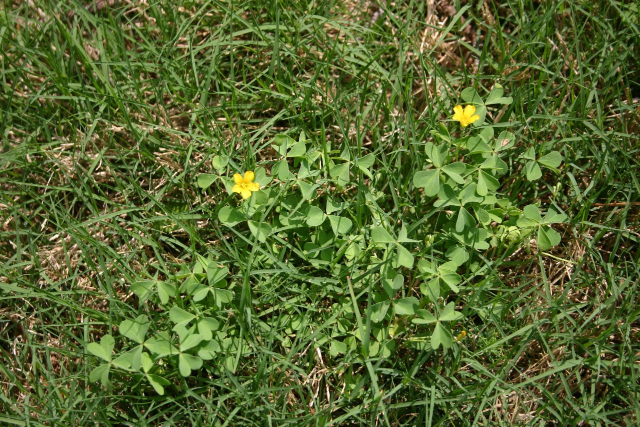 Yellow Clover, Wood Sorrel, Oxalis In Fescue Walter Reeves The