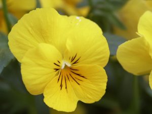 pansy