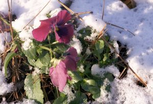 pansy snow on | Walter Reeves: The Georgia Gardener