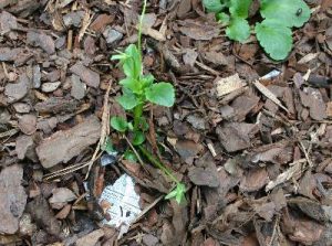 fertilizer wood chips
