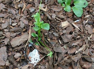 fertilizer wood chips