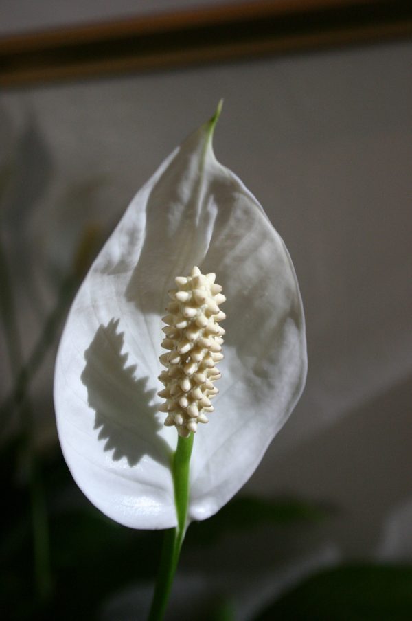 Small indoor tree that does not need much light