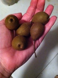 pear callery | Walter Reeves: The Georgia Gardener