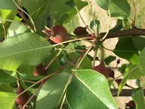pear overloaded 3 | Walter Reeves: The Georgia Gardener