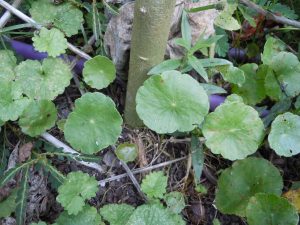 pennywort (2) | Walter Reeves: The Georgia Gardener