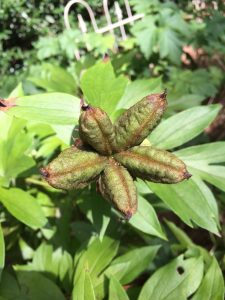 peony seedpod | Walter Reeves: The Georgia Gardener