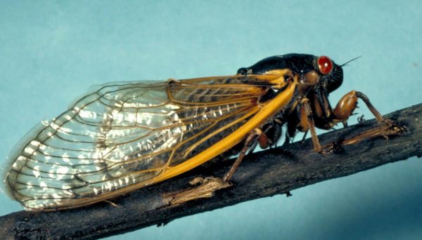 periodical cicada