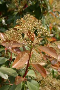 photinia flowers 2 | Walter Reeves: The Georgia Gardener