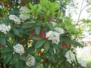 photiniachinesebranch | Walter Reeves: The Georgia Gardener
