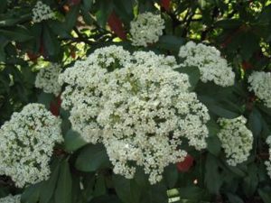 photiniachineseflower | Walter Reeves: The Georgia Gardener