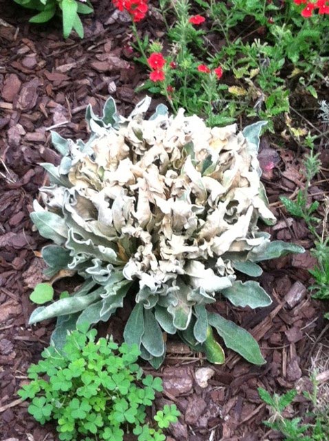 rose campion melting out