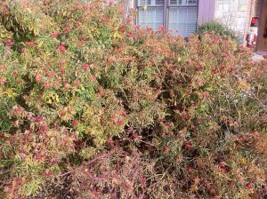 artemesia melting out