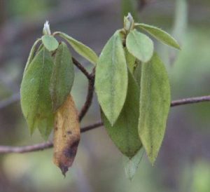 phytopthoraazalea | Walter Reeves: The Georgia Gardener