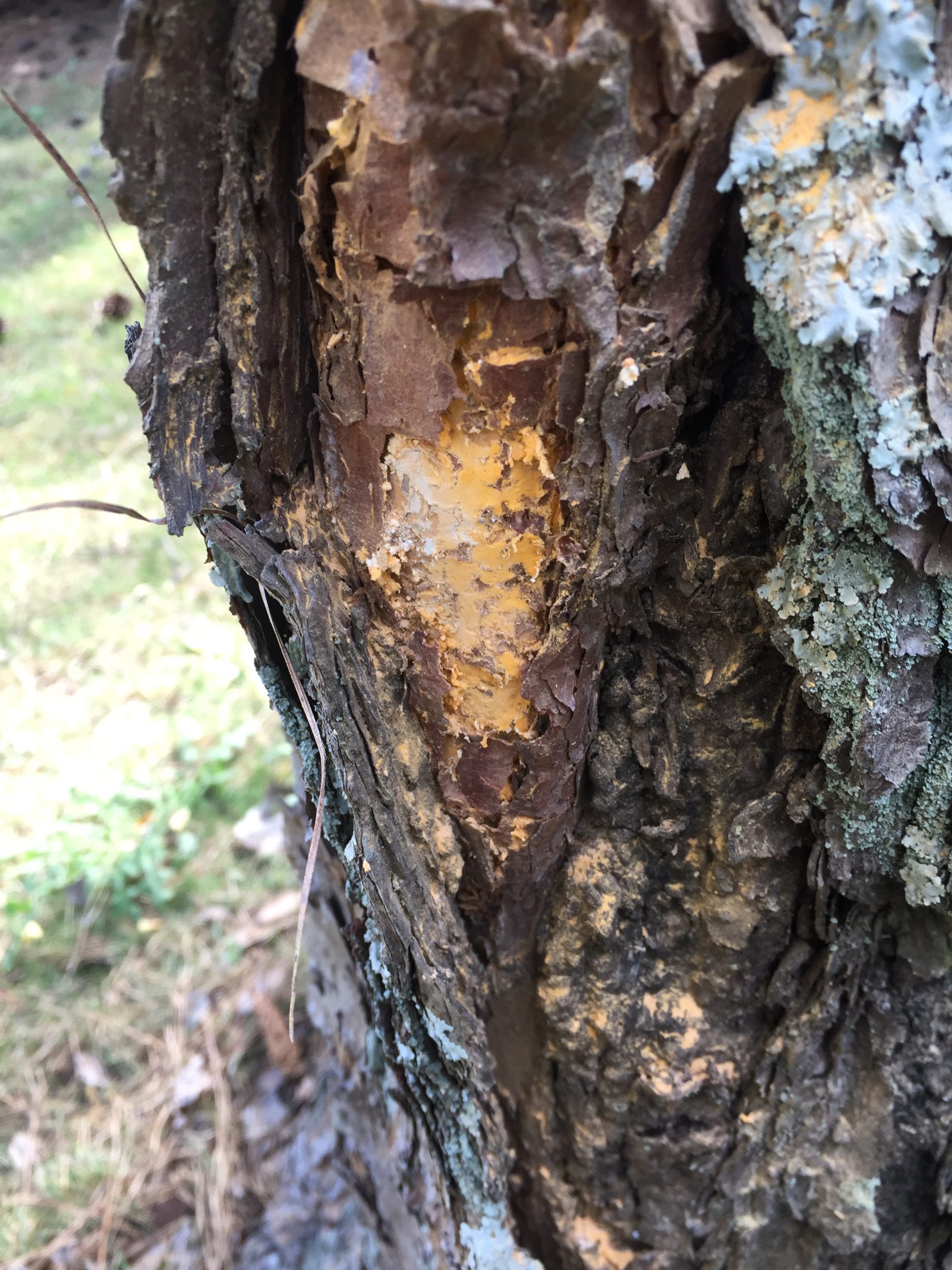 Pine – Fusiform Rust | Walter Reeves: The Georgia Gardener