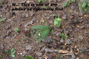 pine needle cluster 1 | Walter Reeves: The Georgia Gardener