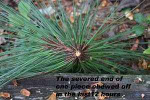 pine needle cluster 2 | Walter Reeves: The Georgia Gardener