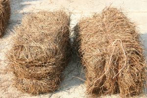 pine straw 3 | Walter Reeves: The Georgia Gardener pine straw