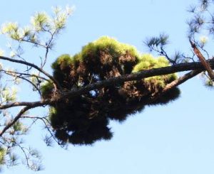 pinebrooming | Walter Reeves: The Georgia Gardener
