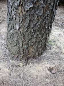 pistache planted too deep | Walter Reeves: The Georgia Gardener pistache planted too deep