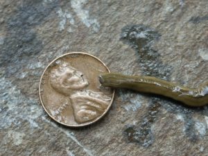 planaria 3 | Walter Reeves: The Georgia Gardener planaria