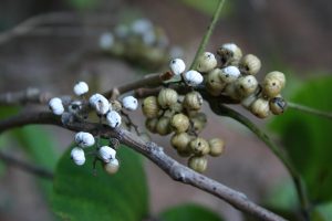 poison ivy seed 1 | Walter Reeves: The Georgia Gardener poison ivy seed