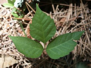 SI Exif | Walter Reeves: The Georgia Gardener