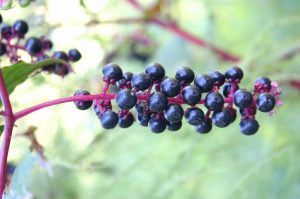 pokeweed berries 4 | Walter Reeves: The Georgia Gardener pokeweed berries